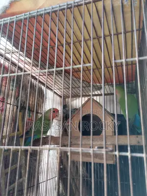 Love Bird Ringing Pair