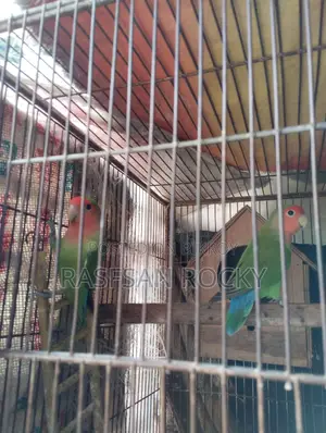 Love Bird Ringing Pair