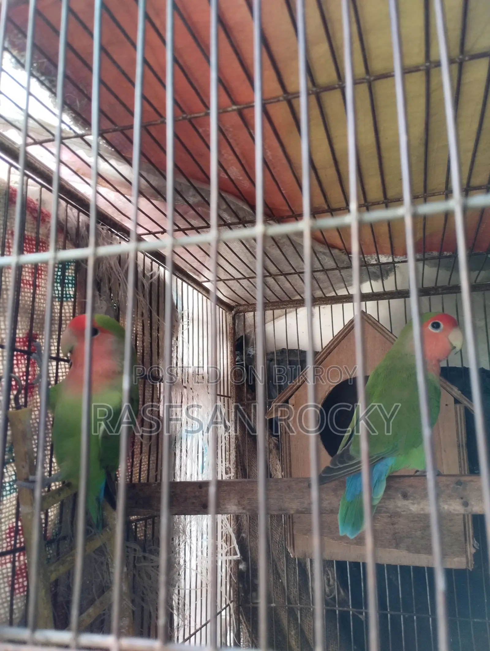 Love Bird Ringing Pair