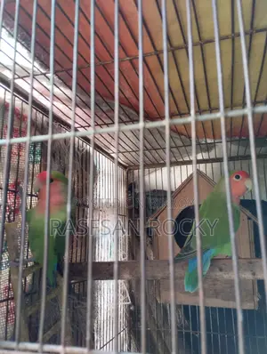 Love Bird Ringing Pair