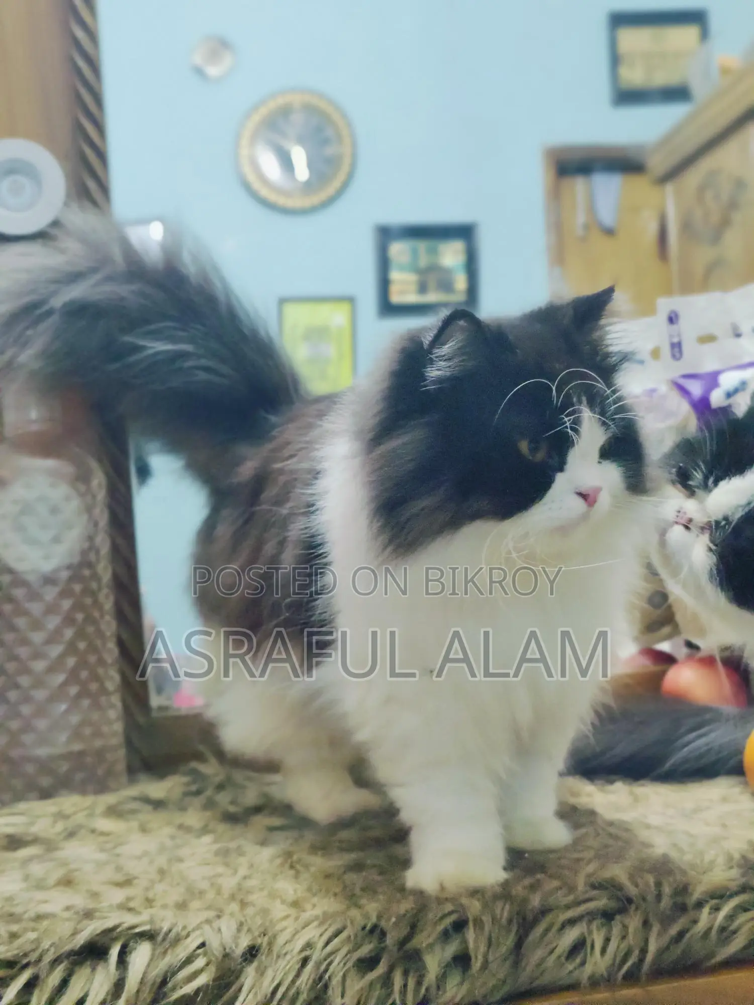 Persian Cat