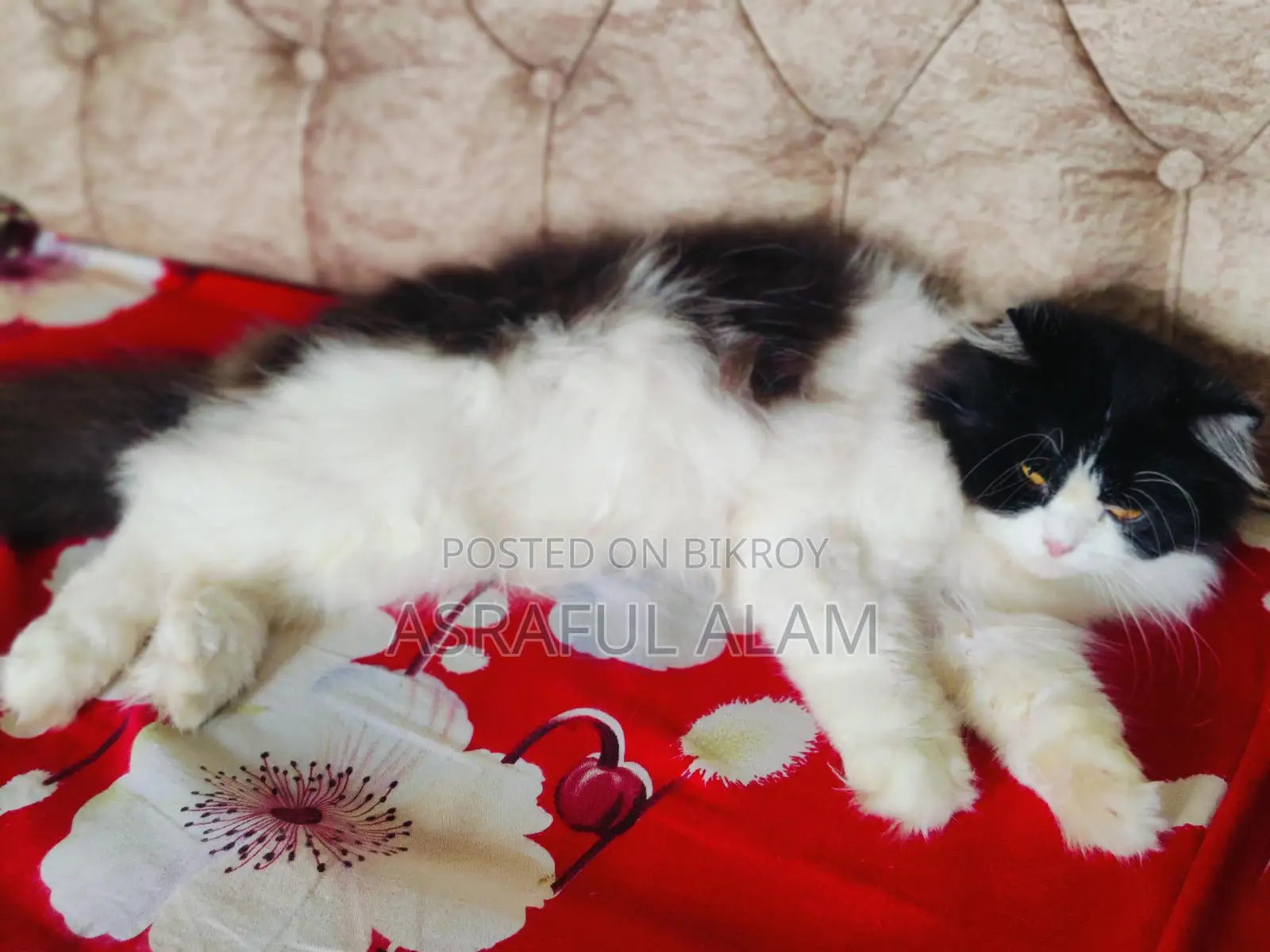 Persian Cat