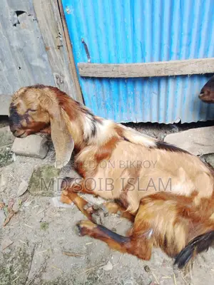 ৭টা বড়ো জাতের ছাগল বিক্রি হবে আর্জেন্ট
