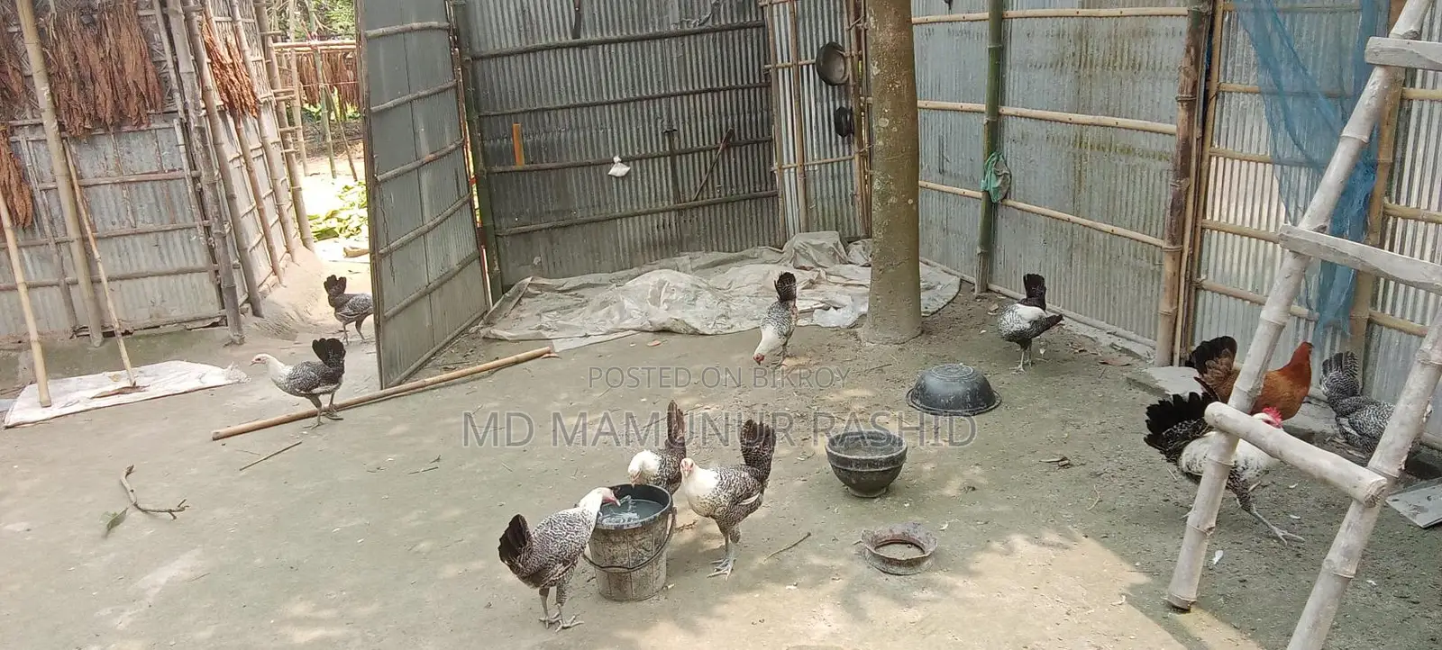 Mishri Fami chickens, all vaccinated