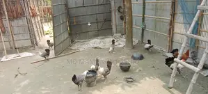 Mishri Fami chickens, all vaccinated