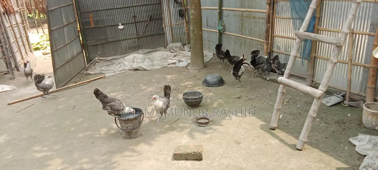 Mishri Fami chickens, all vaccinated