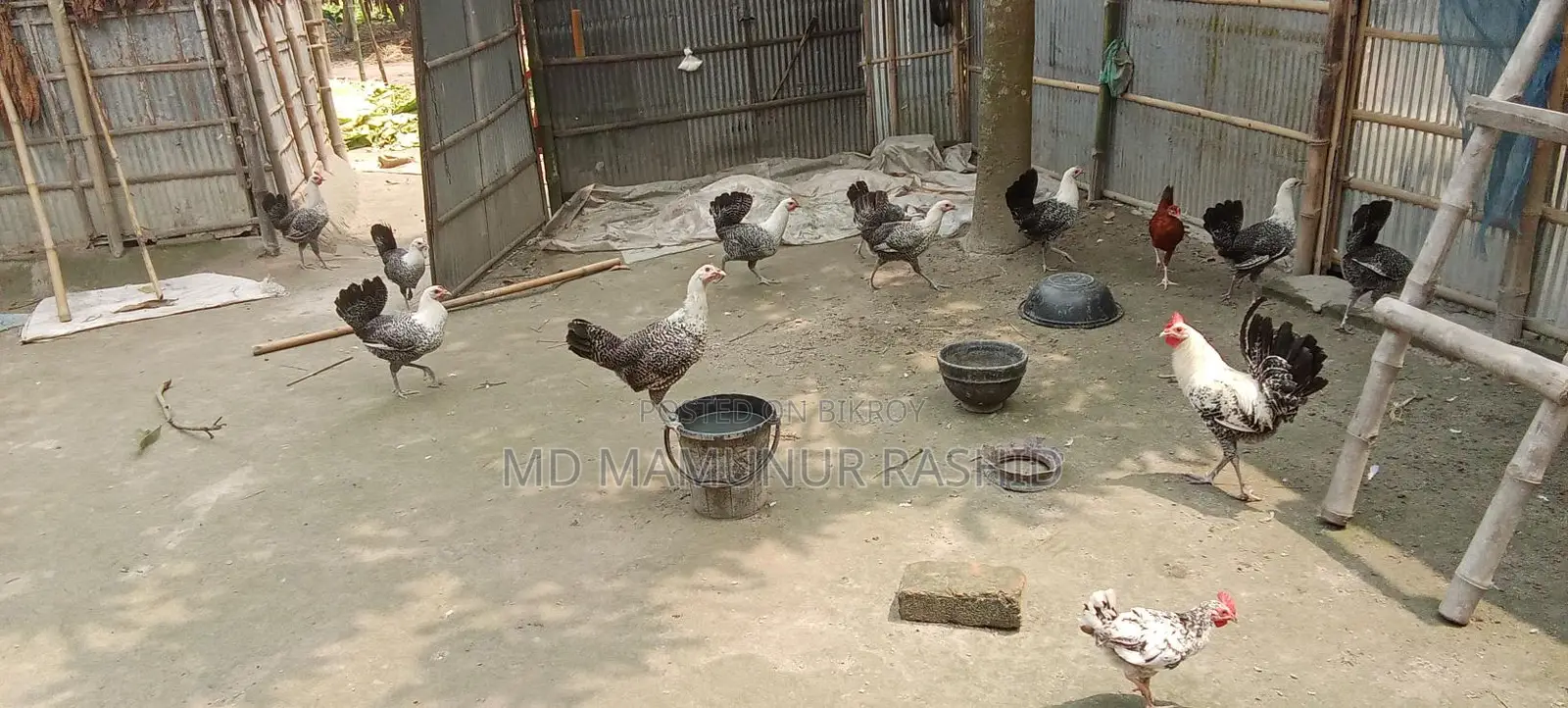 Mishri Fami chickens, all vaccinated