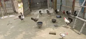 Mishri Fami chickens, all vaccinated