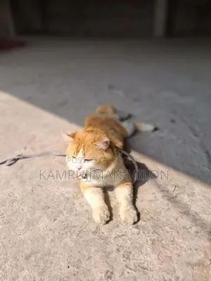 Persian Cat