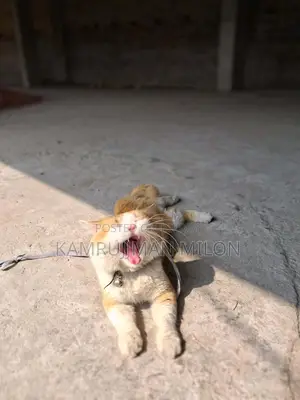 পার্সিয়ান বিড়াল