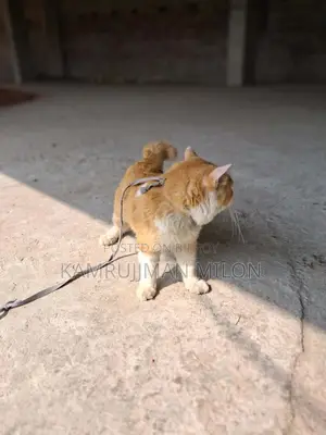 পার্সিয়ান বিড়াল