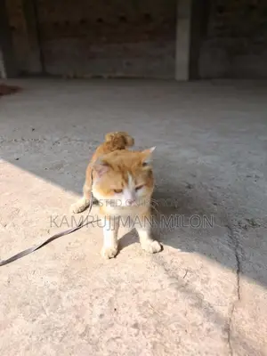 পার্সিয়ান বিড়াল