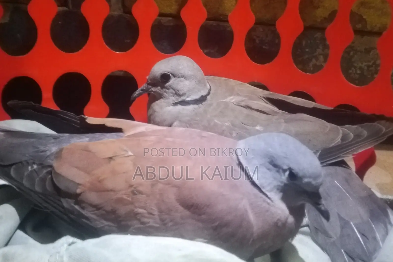 Australian gugu Pakhi