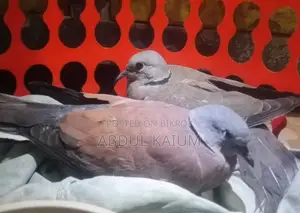 Australian gugu Pakhi