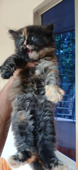 Persian Cat