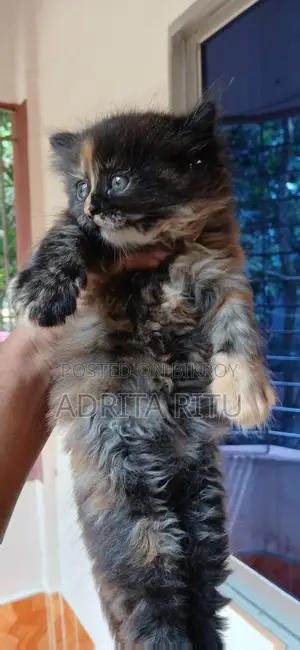 Persian Cat