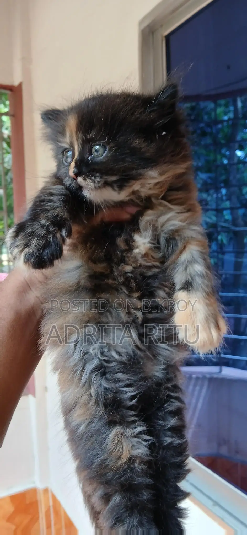 Persian Cat