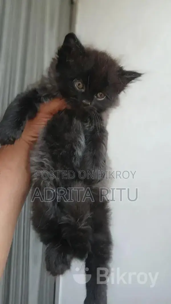Persian Cat