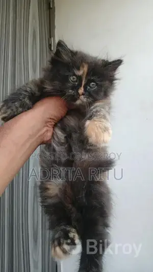 Persian Cat