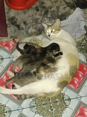বিডাল