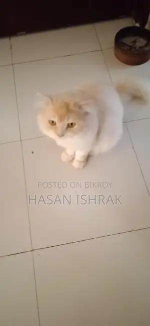 বিক্রয়ের জন্য প্রাপ্তবয়স্ক পুরুষ পারশিয়ান বিড়াল
