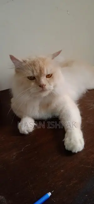 বিক্রয়ের জন্য প্রাপ্তবয়স্ক পুরুষ পারশিয়ান বিড়াল