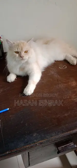 বিক্রয়ের জন্য প্রাপ্তবয়স্ক পুরুষ পারশিয়ান বিড়াল