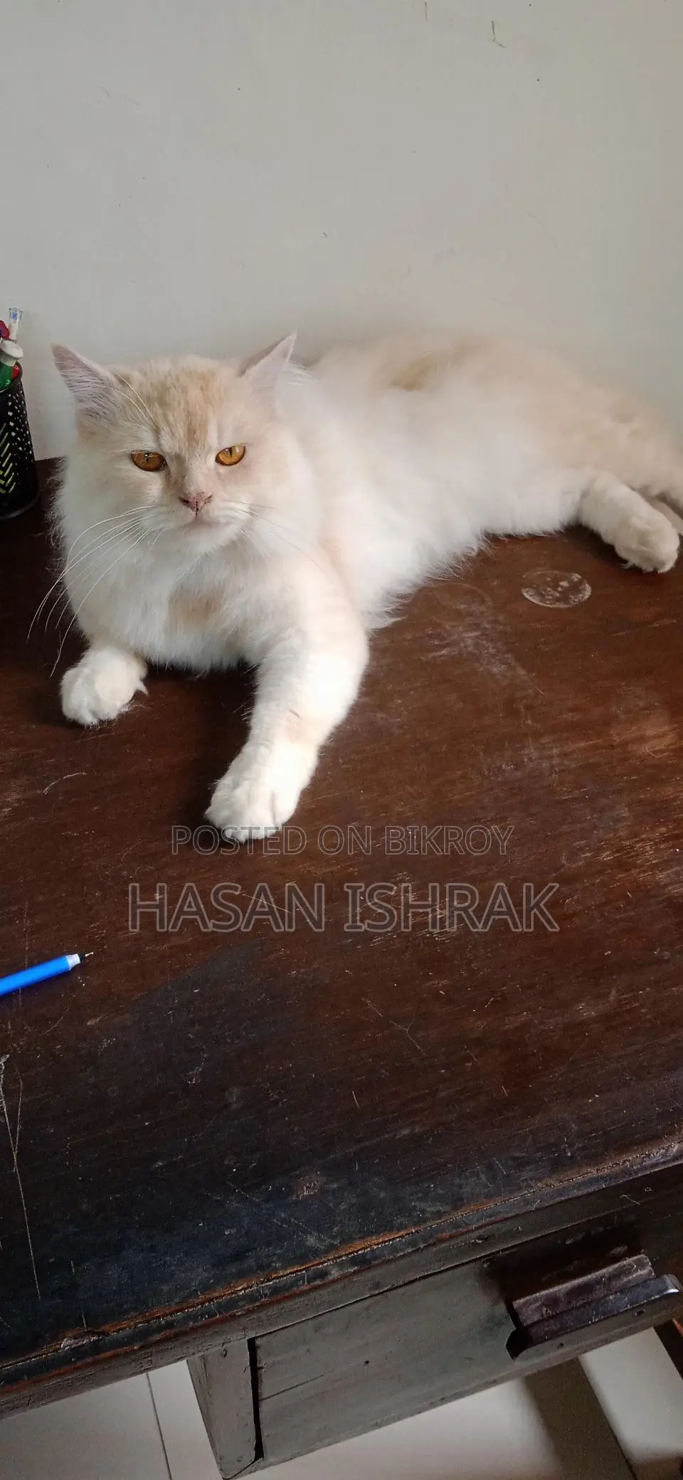 বিক্রয়ের জন্য প্রাপ্তবয়স্ক পুরুষ পারশিয়ান বিড়াল