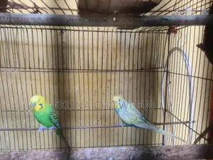 Budgerigar