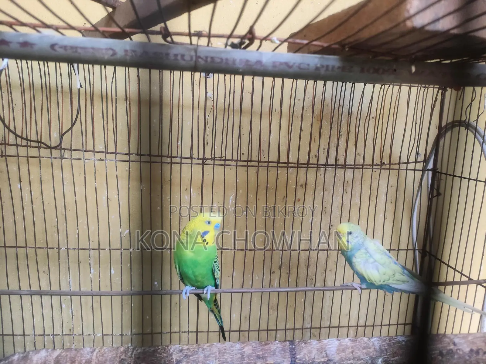 Budgerigar