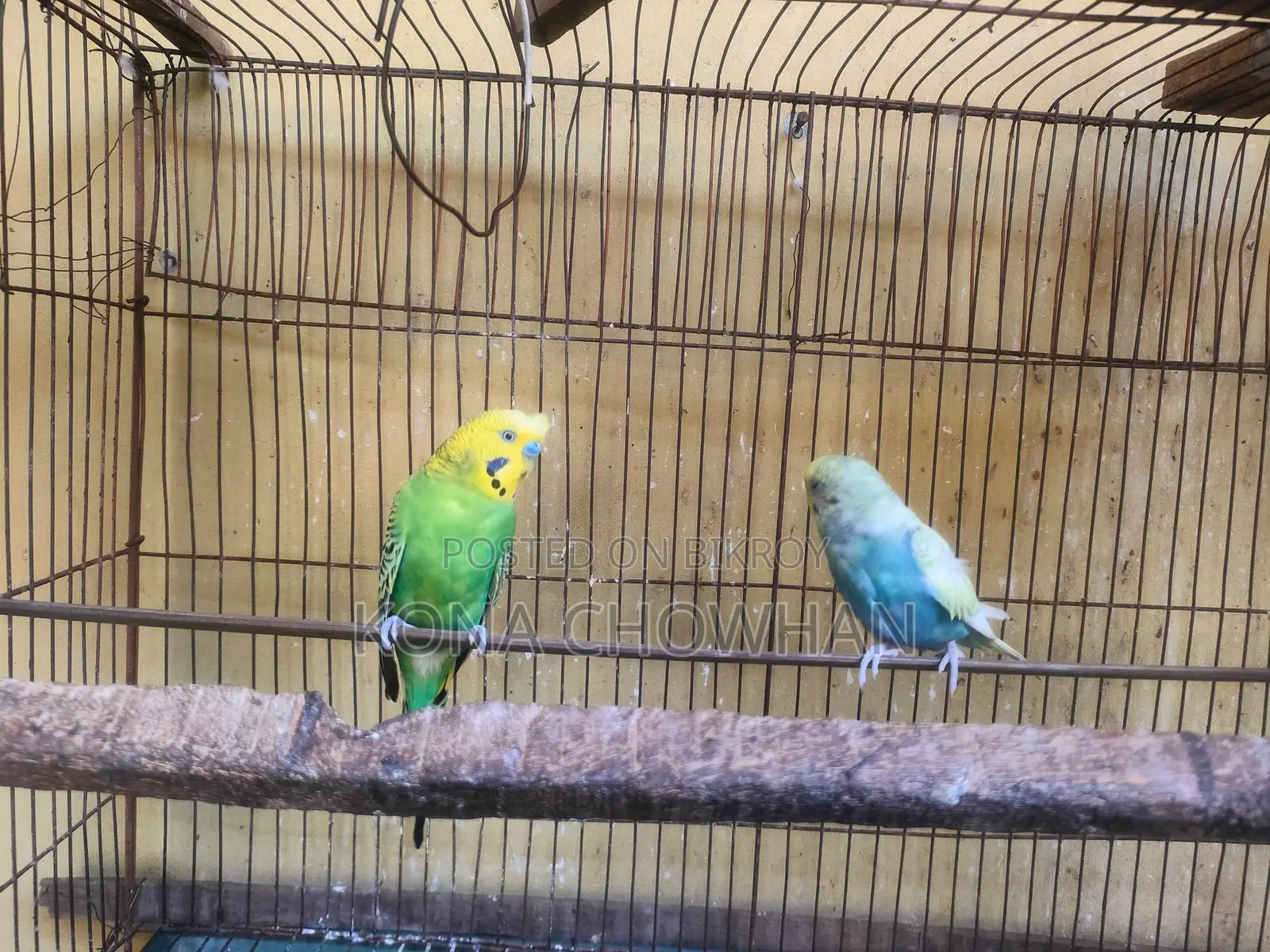 Budgerigar