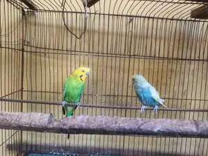 Budgerigar