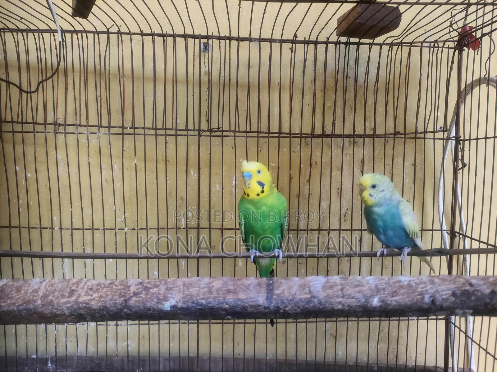 Budgerigar