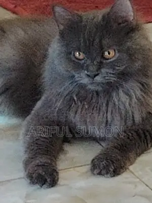 Persian Male Cat