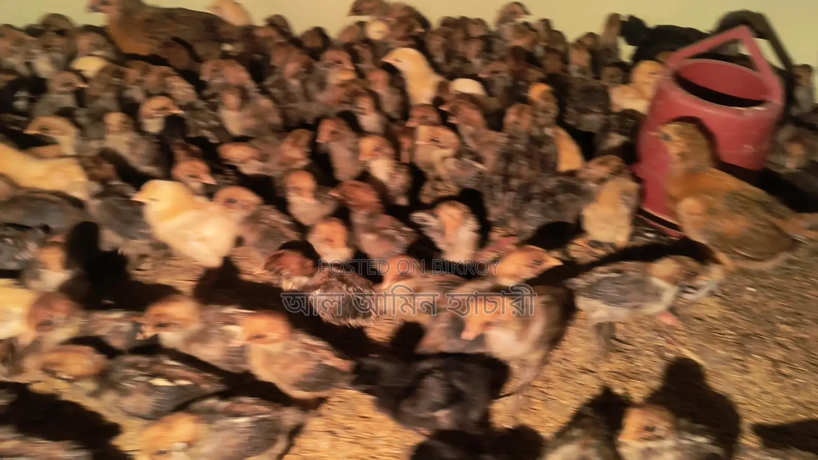 8-12 day old Fayoumi and Tiger chicken chicks for sale