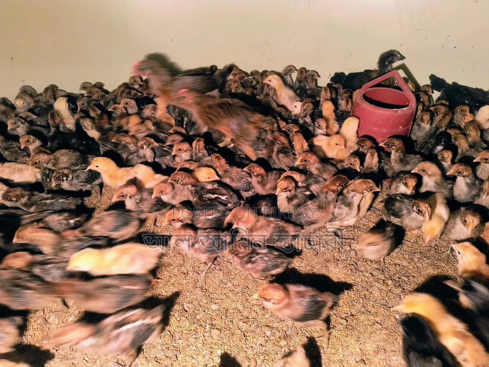 8-12 day old Fayoumi and Tiger chicken chicks for sale