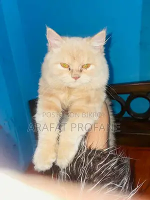 Pure Persian