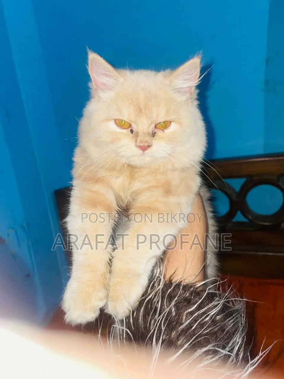 Pure Persian