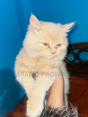 Pure Persian
