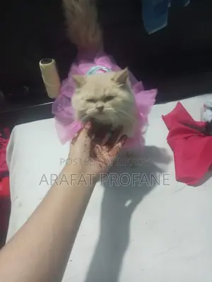 Pure Persian
