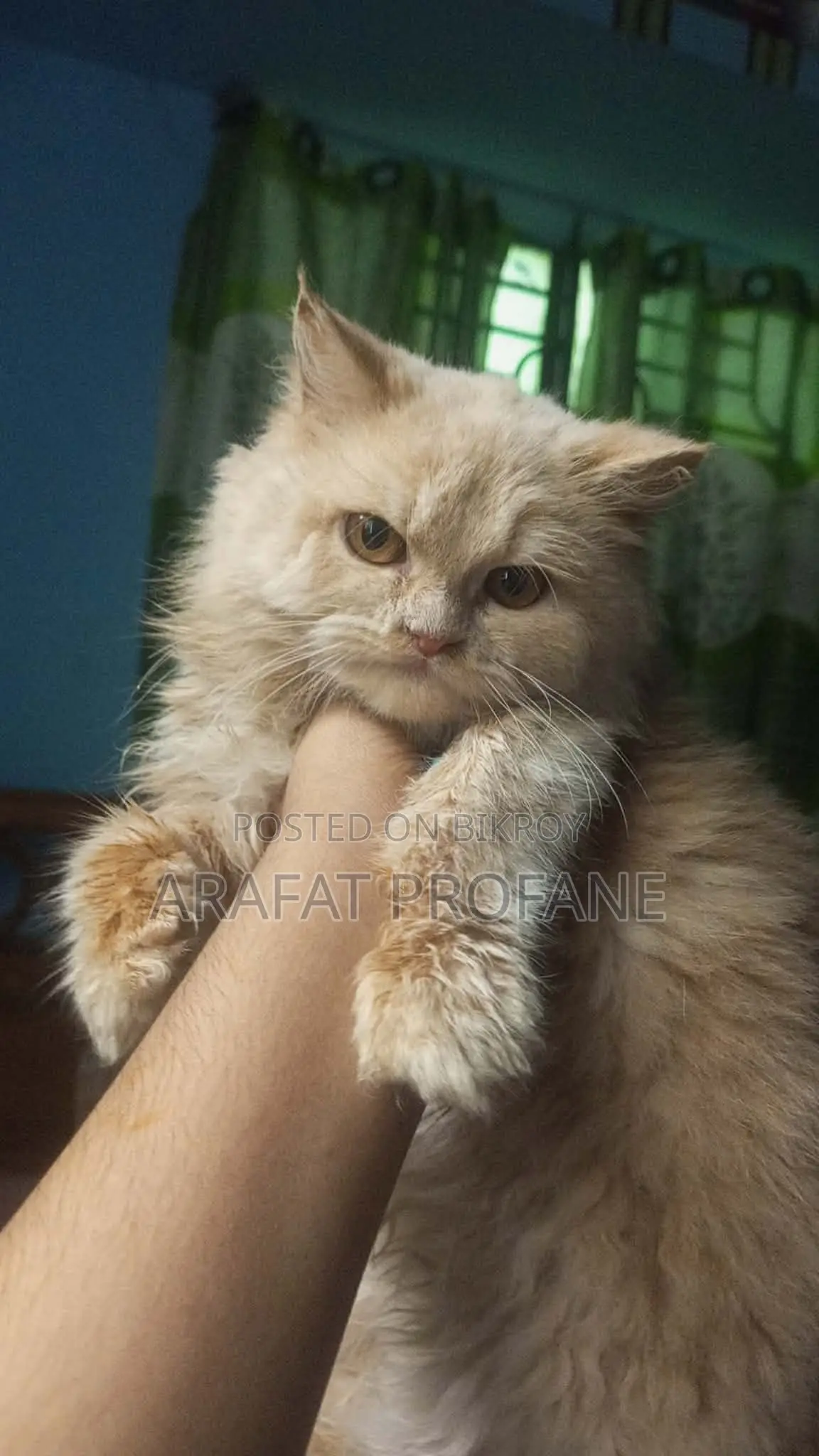 Pure Persian