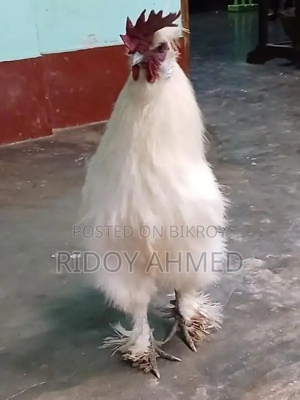 Silky Chicken