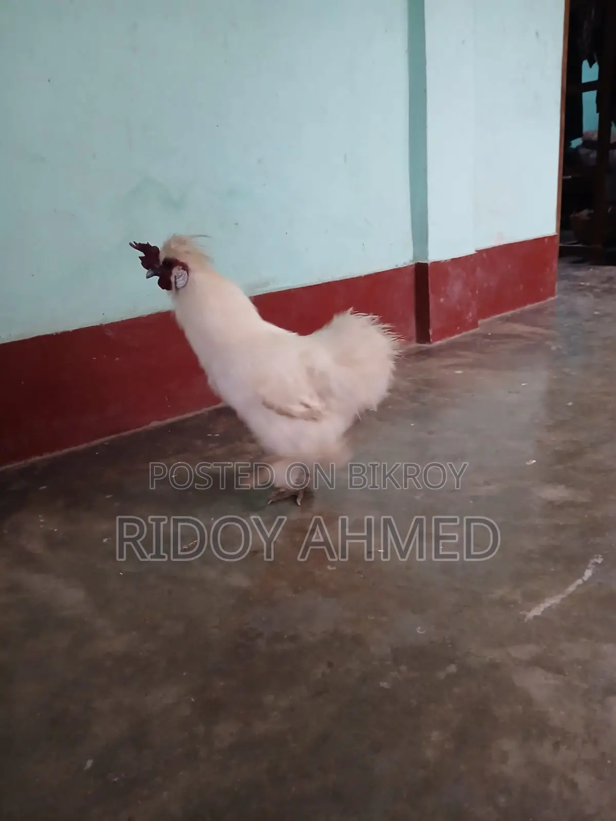 Silky Chicken