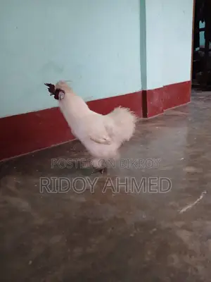 Silky Chicken
