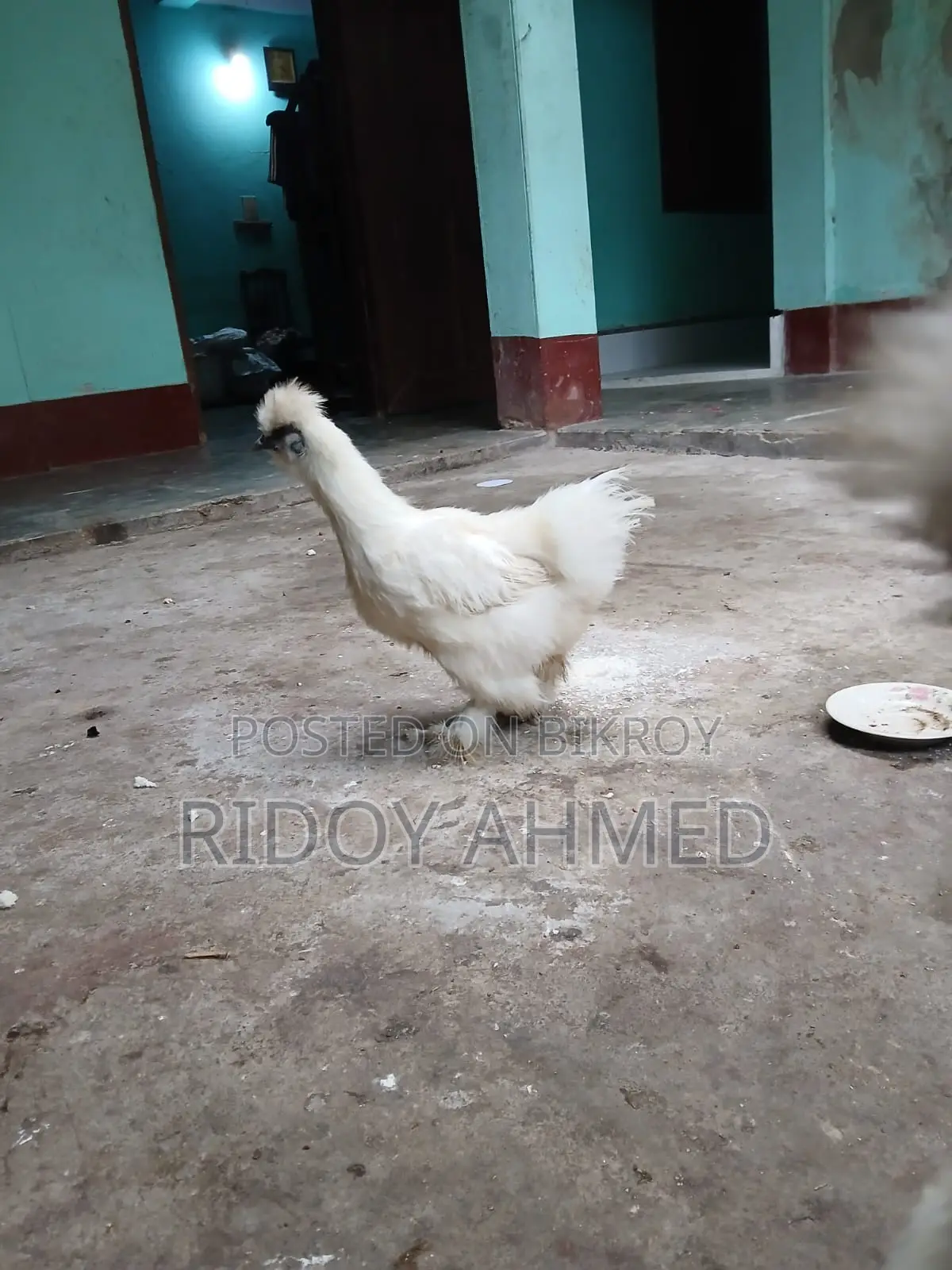 Silky Chicken