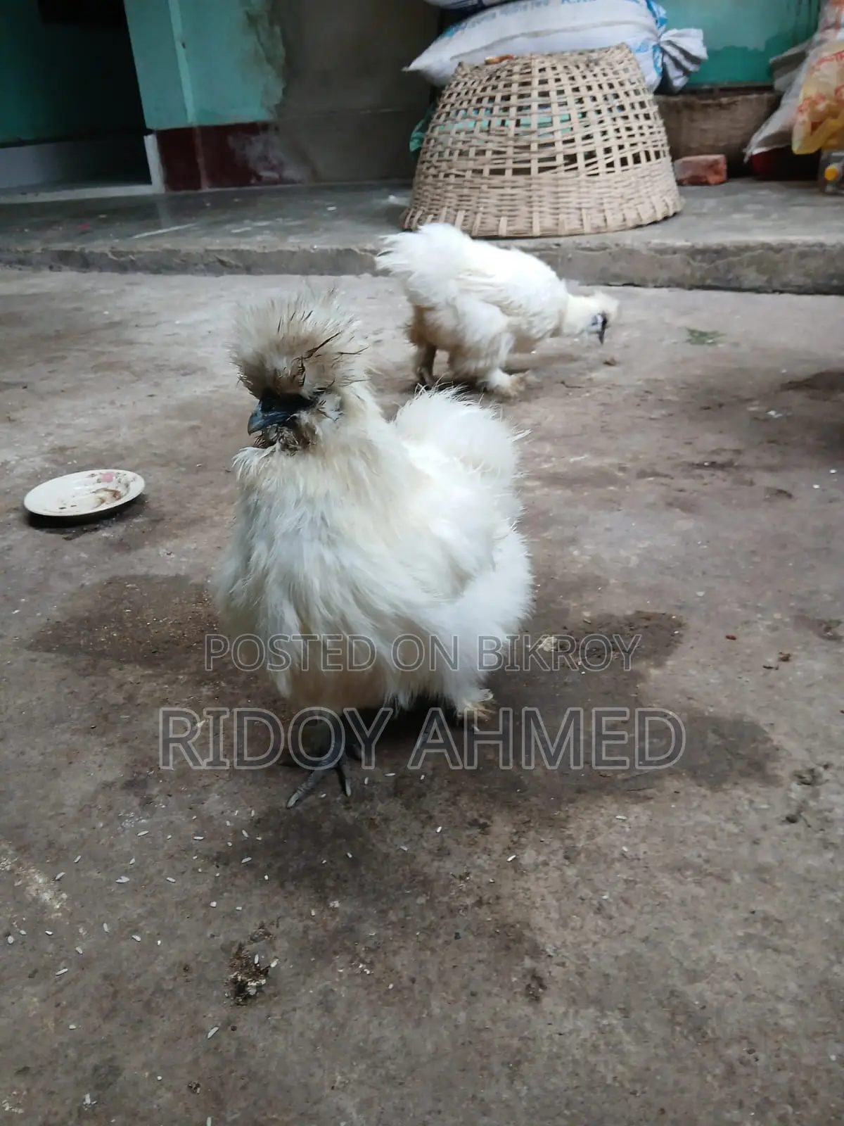 Silky Chicken