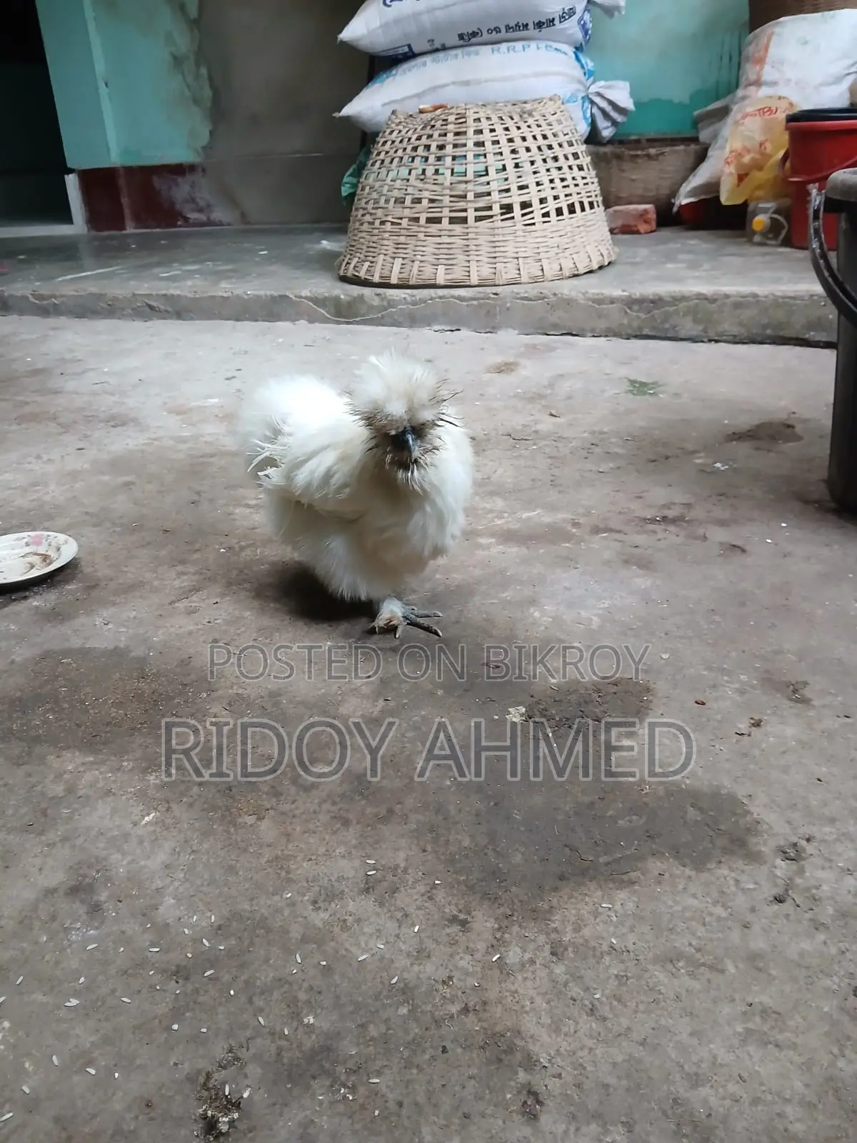 Silky Chicken