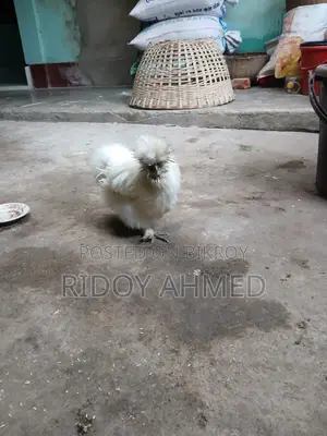 Silky Chicken