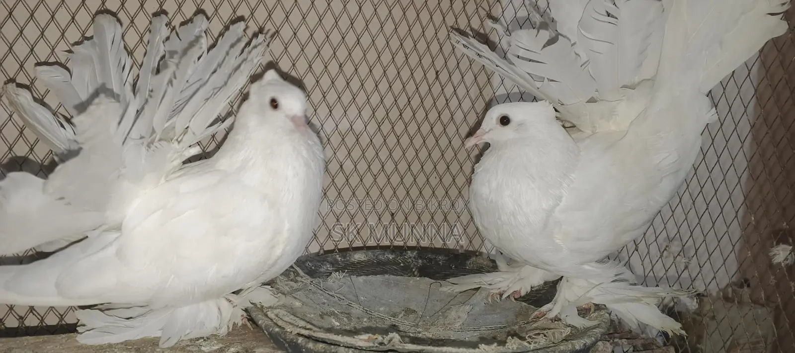 একজোড়া সাদা লক্ষা বিক্রি হবে