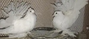 একজোড়া সাদা লক্ষা বিক্রি হবে